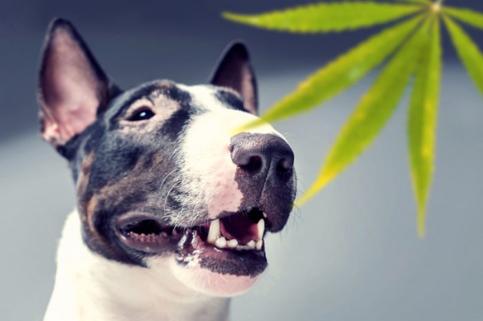 Fido e Felix si sono ammalati? La marijuana li può curare. La startup JustMary.fun lancia la "cannabis light" per la cura degli animali da compagnia