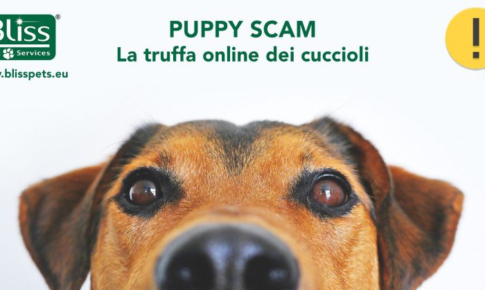 Puppy Scam: Bliss Pets denuncia la truffa della vendita di cuccioli online. I consigli per difendersi