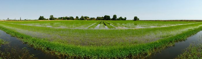 Il Riso del Delta del Po IGP pronto a diventare anche BIO